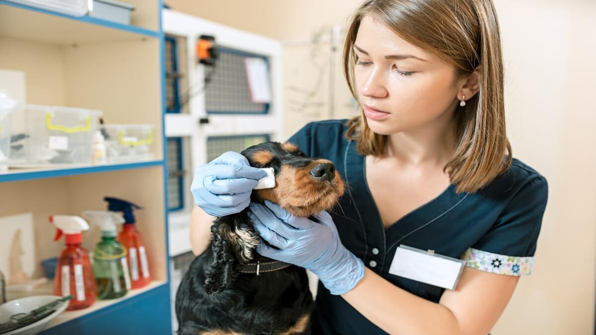 Estudiar Medicina Veterinaria de manera virtual o presencial en Colombia